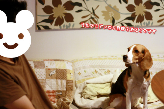 ビーグル きなこ