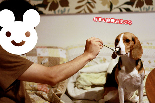 ビーグル きなこ