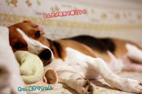 ビーグル きなこ