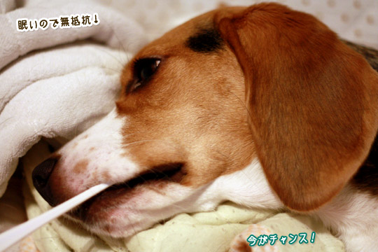 ビーグル きなこ