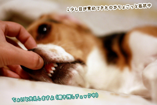 ビーグル きなこ