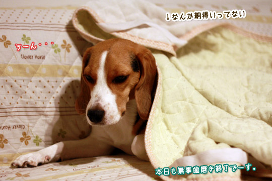 ビーグル きなこ