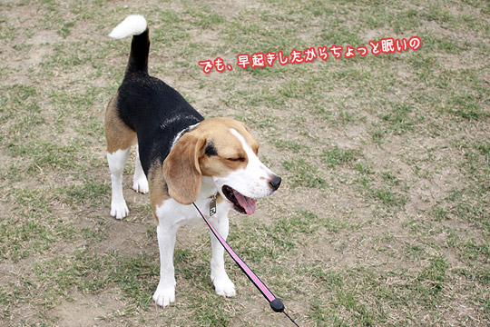 ビーグル きなこ