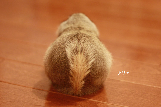 ビーグル きなこ