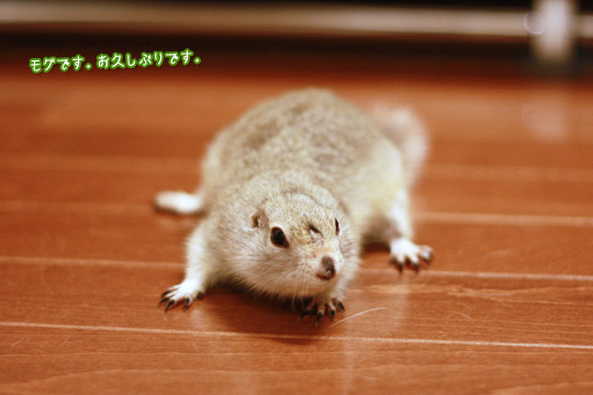 ビーグル きなこ