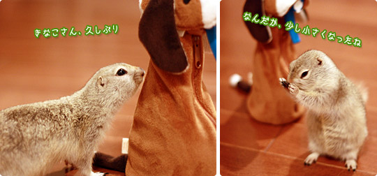 ビーグル きなこ