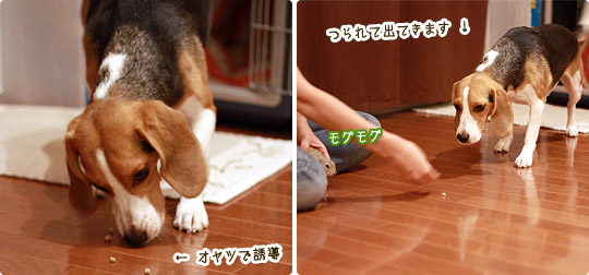 ビーグル きなこ