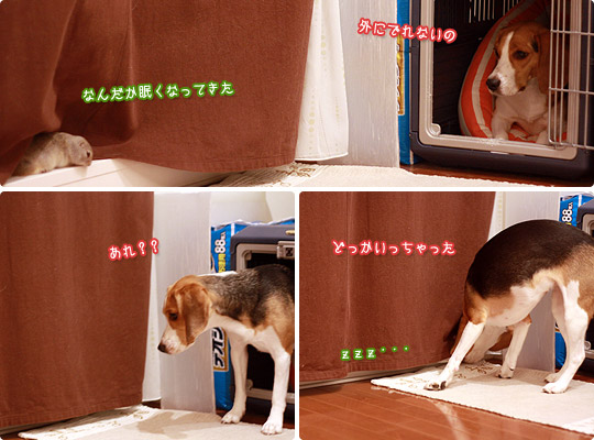 ビーグル きなこ