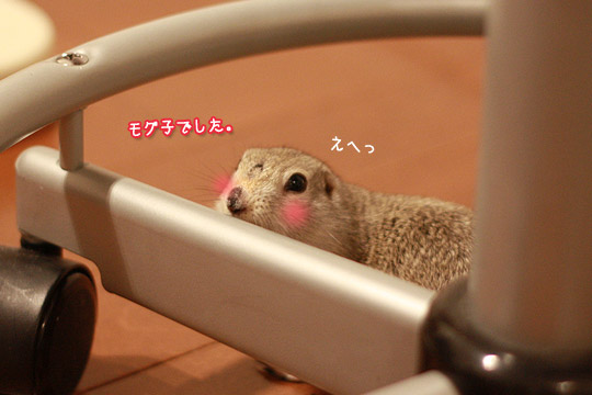ビーグル きなこ