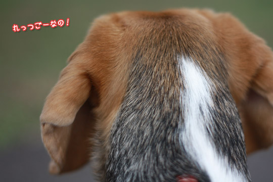 ビーグル きなこ