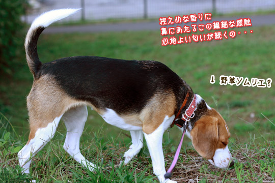 ビーグル きなこ