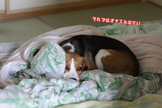 ビーグル きなこ