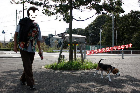 ビーグル きなこ