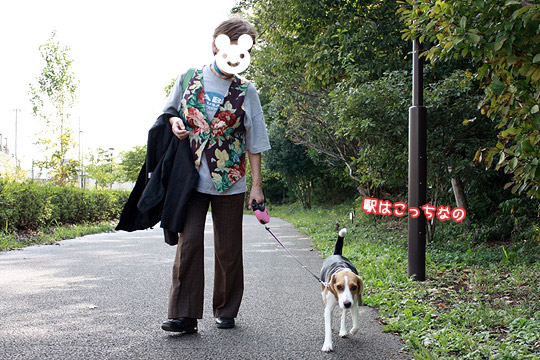 ビーグル きなこ