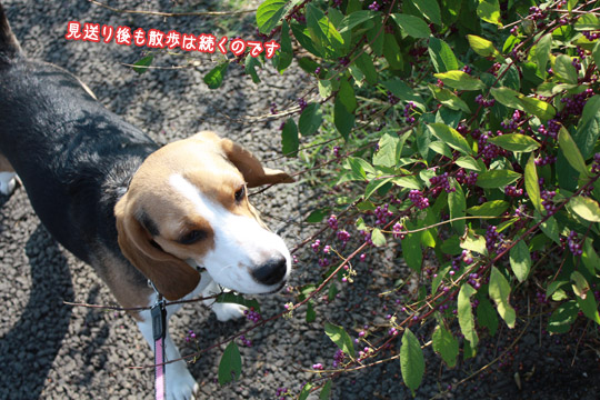 ビーグル きなこ