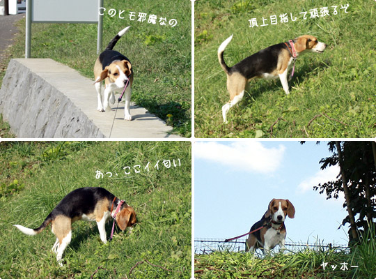 ビーグル きなこ
