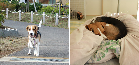 ビーグル きなこ