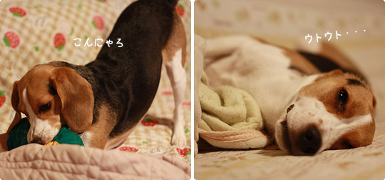 ビーグル きなこ
