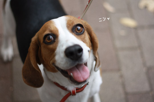 ビーグル きなこ