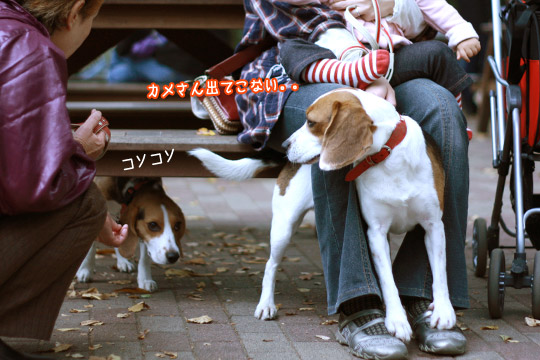 ビーグル きなこ