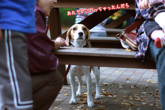 ビーグル きなこ