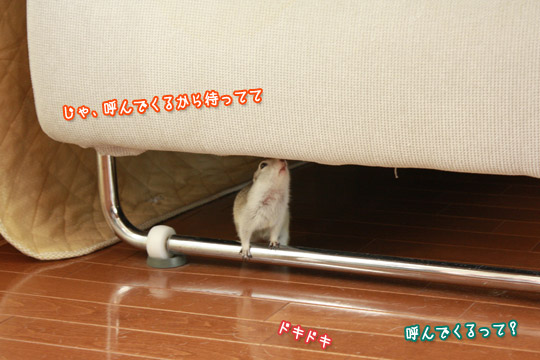 ビーグル きなこ