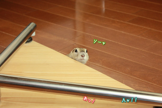 ビーグル きなこ
