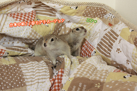 ビーグル きなこ