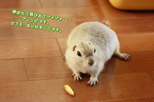 ビーグル きなこ