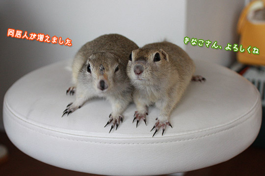 ビーグル きなこ