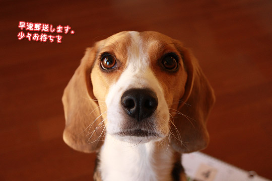 ビーグル きなこ