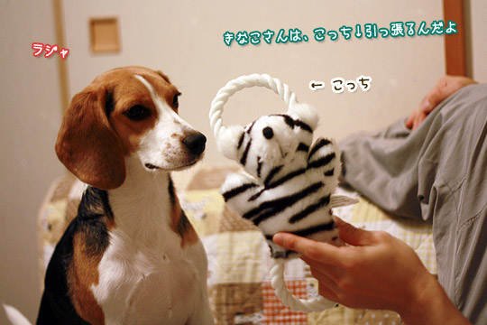 ビーグル きなこ