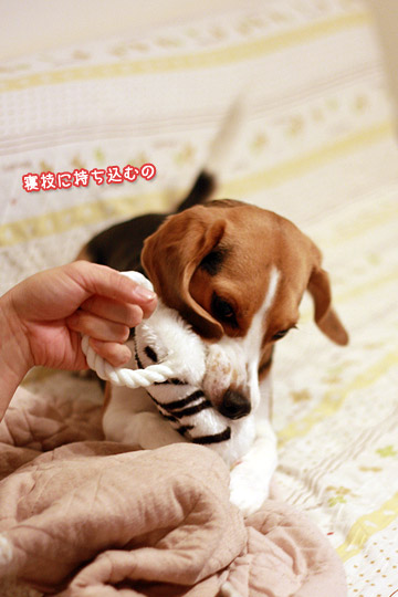 ビーグル きなこ