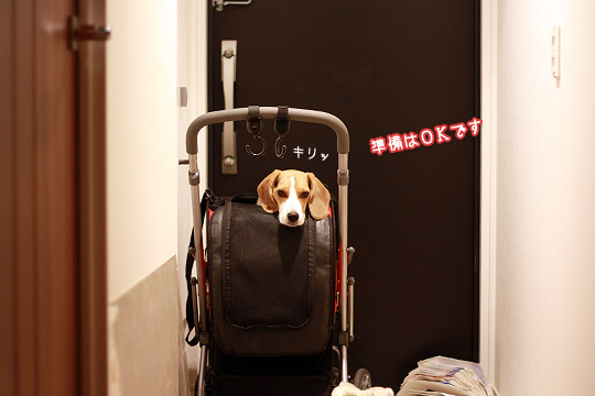 ビーグル きなこ