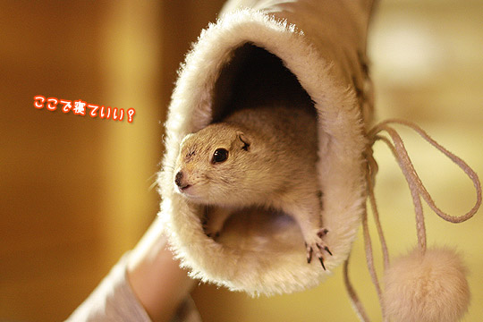 ビーグル きなこ