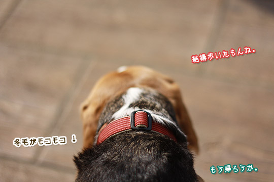 ビーグル きなこ