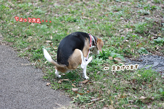 ビーグル きなこ
