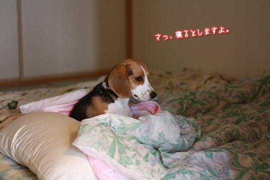 ビーグル きなこ