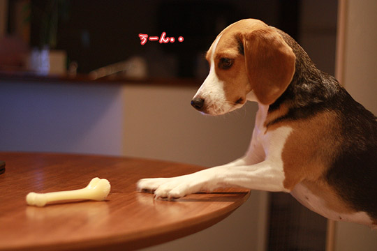 ビーグル　きなこ