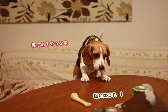 ビーグル　きなこ