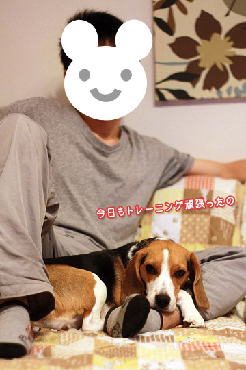 ビーグル きなこ