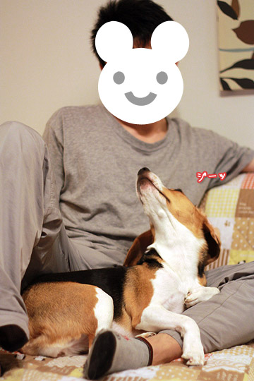ビーグル きなこ