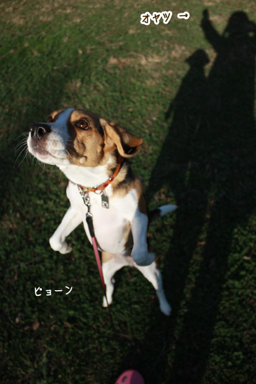 ビーグル　きなこ