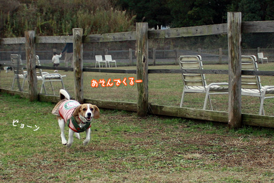 ビーグル　きなこ