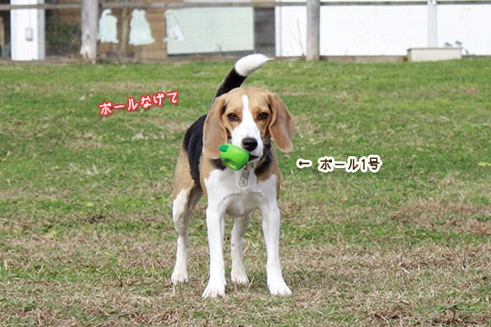 ビーグル きなこ