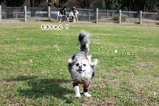ビーグル きなこ
