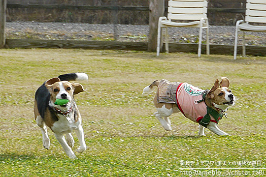 ビーグル　きなこ