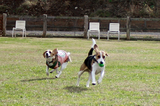 ビーグル きなこ