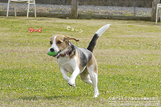 ビーグル きなこ