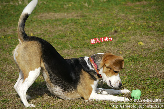 ビーグル きなこ